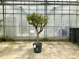 granaatappelboom (Punica Granatum) mladica ukrasnog grmlja