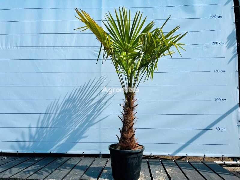 trachycarpus fortunei 190cm incl pot, stamhoogte 60/80cm mladica ukrasnog grmlja