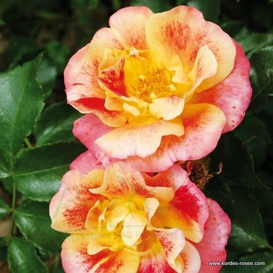 Róża Airbrush® sadnica cvijeća